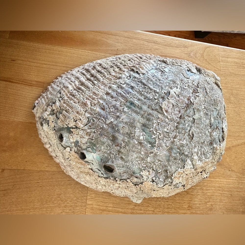 Large Abalone Shell Dish - Picture 11 of 15
